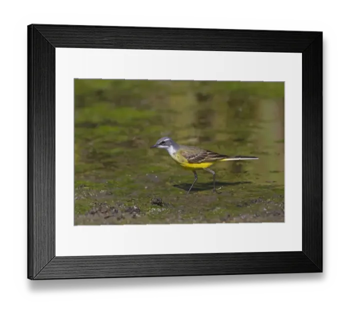 Framed Print : Spanish Wagtail (Motacilla flava iberiae) adult male, foraging on mud, Castilla y Leon, Spain, may Framed Print : Spanish Wagtail (Motacilla flava iberiae) adult male, foraging on mud, Castilla y Leon, Spain, may