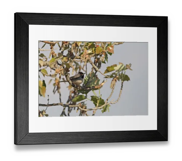 Framed Print : Ruppells Warbler (Sylvia rueppelli) adult male, perched on branch, Cyprus, march Framed Print : Ruppells Warbler (Sylvia rueppelli) adult male, perched on branch, Cyprus, march