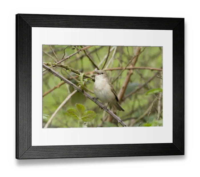 Framed Print : Garden Warbler (Sylvia borin) adult, singing, perched on bramble stem, England, may Framed Print : Garden Warbler (Sylvia borin) adult, singing, perched on bramble stem, England, may