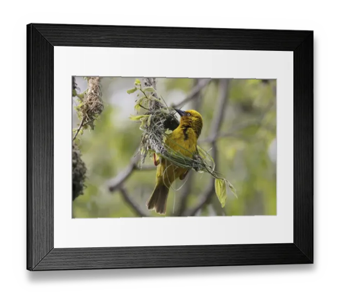 Framed Print : Cape Weaver (Ploceus capensis) adult male, weaving nest material, Bontebok N. P. Western Cape, South Africa, September Framed Print : Cape Weaver (Ploceus capensis) adult male, weaving nest material, Bontebok N. P. Western Cape, South Africa, September