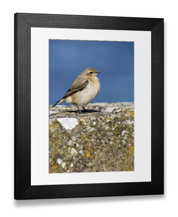 Framed Print : Northern Wheatear (Oenanthe oenanthe) adult female, standing on wall, Warwickshire, England, may