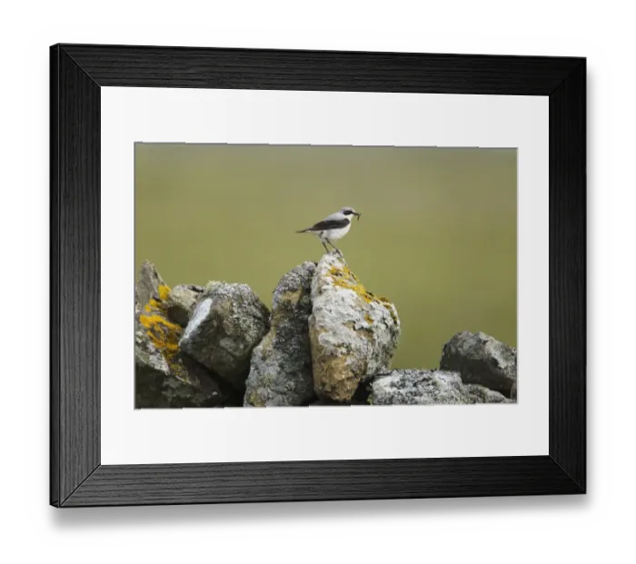 Framed Print : Northern Wheatear (Oenanthe oenanthe) adult male, summer plumage, with food in beak, standing on drystone wall Framed Print : Northern Wheatear (Oenanthe oenanthe) adult male, summer plumage, with food in beak, standing on drystone wall
