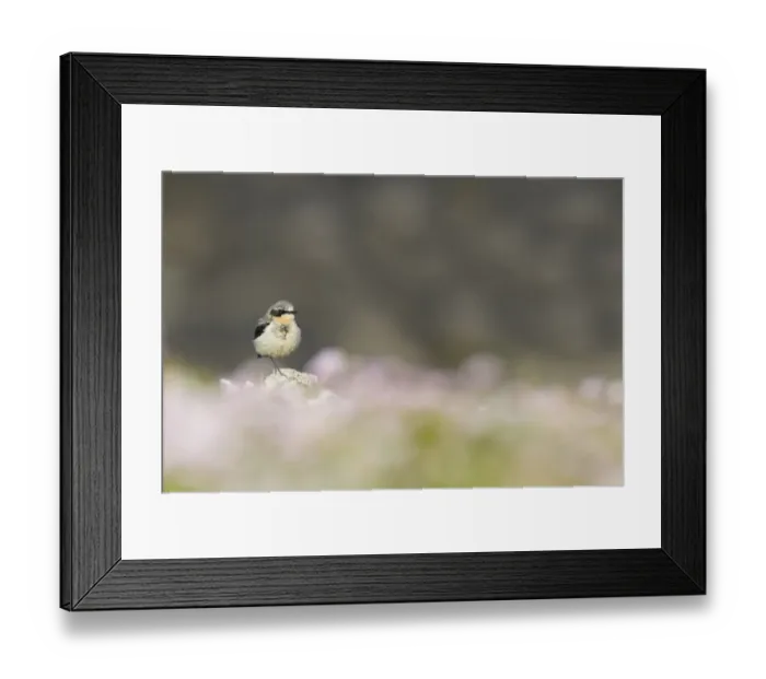 Framed Print : Northern Wheatear (Oenanthe oenanthe) adult male, summer plumage, standing on rock amongst Thrift (Armeria maritima)