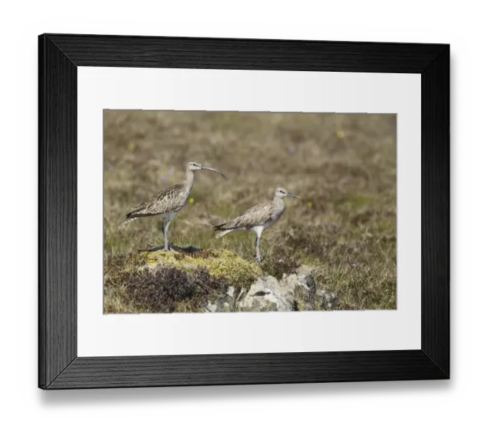 Framed Print : Whimbrel (Numenius phaeopus) adult pair, standing on moorland, Shetland Islands, Scotland, June Framed Print : Whimbrel (Numenius phaeopus) adult pair, standing on moorland, Shetland Islands, Scotland, June
