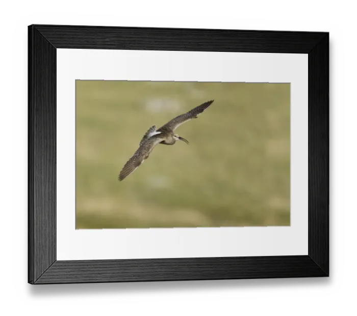 Framed Print : Whimbrel (Numenius phaeopus) adult, calling in flight, Shetland Islands, Scotland, June Framed Print : Whimbrel (Numenius phaeopus) adult, calling in flight, Shetland Islands, Scotland, June