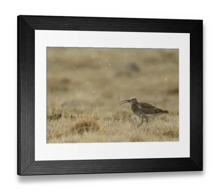Framed Print : Whimbrel (Numenius phaeopus) adult, with beak open, walking on grass during snowfall, Iceland, June