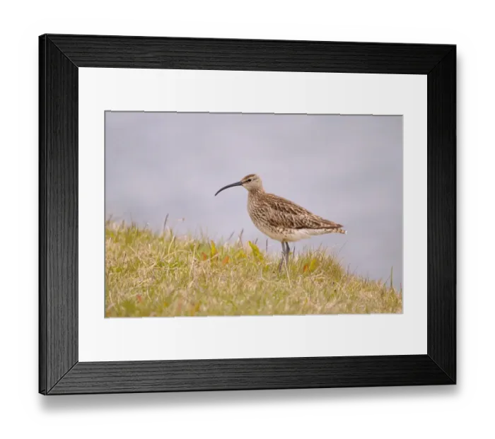 Framed Print : Whimbrel (Numenius phaeopus) adult, standing on grassy bank, Iceland, June Framed Print : Whimbrel (Numenius phaeopus) adult, standing on grassy bank, Iceland, June
