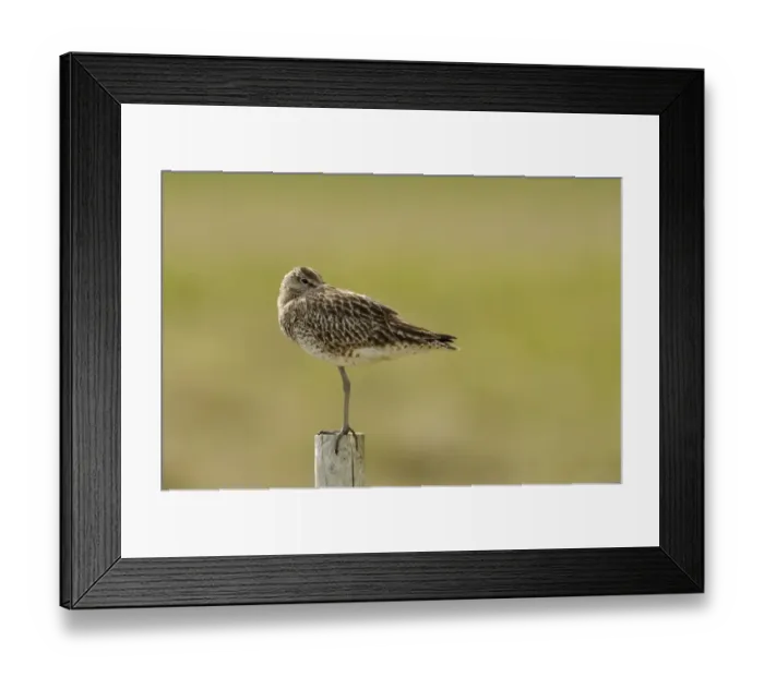 Framed Print : Whimbrel (Numenius phaeopus) adult, roosting with beak tucked under wing, standing on fencepost, Iceland, June Framed Print : Whimbrel (Numenius phaeopus) adult, roosting with beak tucked under wing, standing on fencepost, Iceland, June