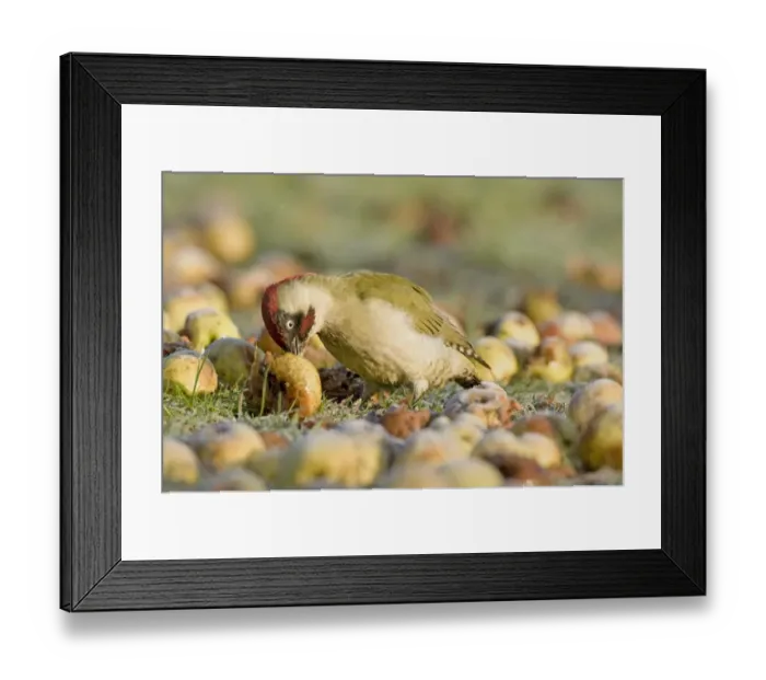 Framed Print : Green Woodpecker (Picus viridis) adult male, feeding on windfall apples, England, january Framed Print : Green Woodpecker (Picus viridis) adult male, feeding on windfall apples, England, january