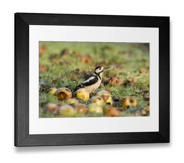 Framed Print : Greater Spotted Woodpecker (Dendrocopos major) adult male, feeding on windfall apples, England, january Framed Print : Greater Spotted Woodpecker (Dendrocopos major) adult male, feeding on windfall apples, England, january