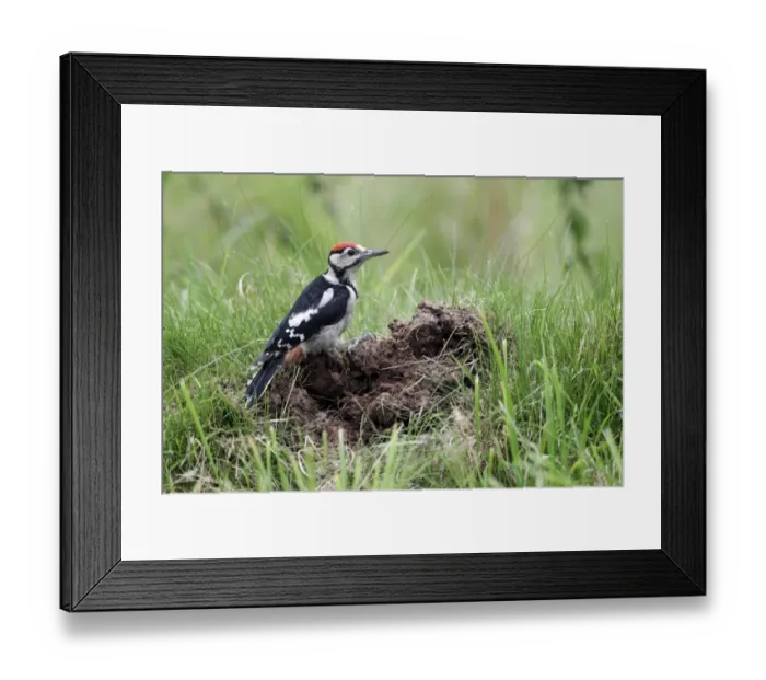 Framed Print : Great Spotted Woodpecker (Dendrocopos major) juvenile, feeding at ant nest, Warwickshire, England, July