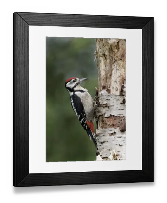 Framed Print : Great Spotted Woodpecker (Dendrocopos major) juvenile, clinging to birch branch, Warwickshire, England, August