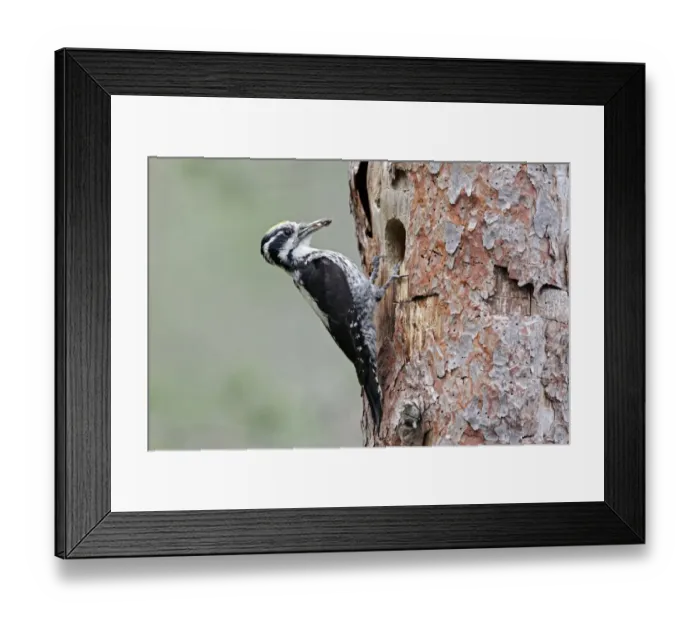 Framed Print : Three-toed Woodpecker (Picoides tridactylus) adult male, with food in beak, at nesthole in tree trunk, Finland, July Framed Print : Three-toed Woodpecker (Picoides tridactylus) adult male, with food in beak, at nesthole in tree trunk, Finland, July