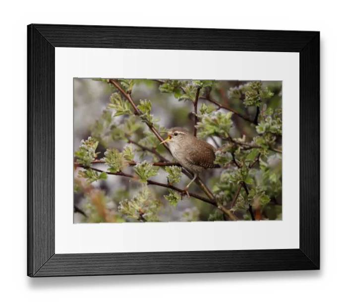 Framed Print : Eurasian Wren (Troglodytes troglodytes) adult, singing, perched on twigs, Warwickshire, England, april Framed Print : Eurasian Wren (Troglodytes troglodytes) adult, singing, perched on twigs, Warwickshire, England, april