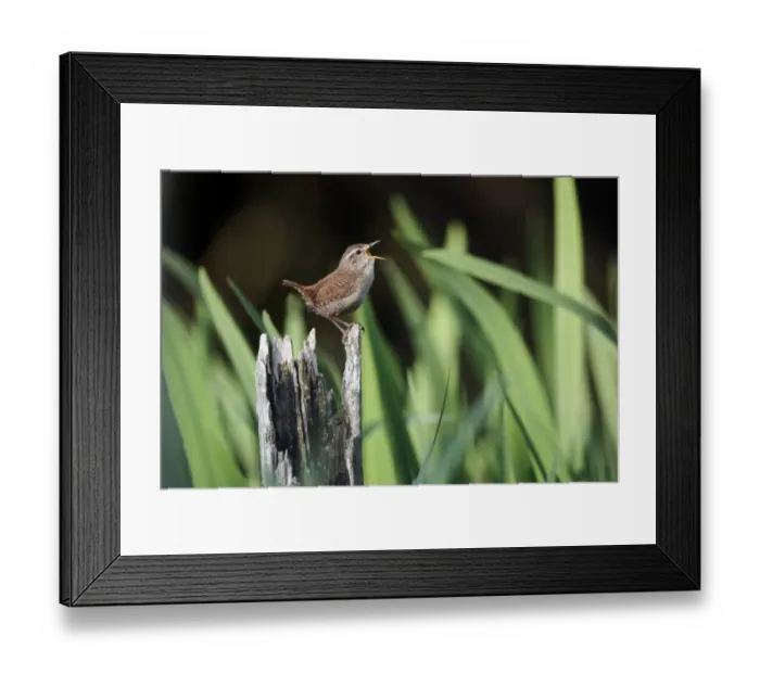 Framed Print : Eurasian Wren (Troglodytes troglodytes) adult, singing, perched on stump, Warwickshire, England, may Framed Print : Eurasian Wren (Troglodytes troglodytes) adult, singing, perched on stump, Warwickshire, England, may