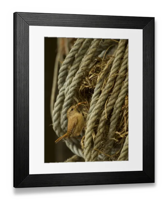 Framed Print : Eurasian Wren (Troglodytes troglodytes) adult, with cranefly in beak, at nest in coiled rope, Derbyshire, England, May