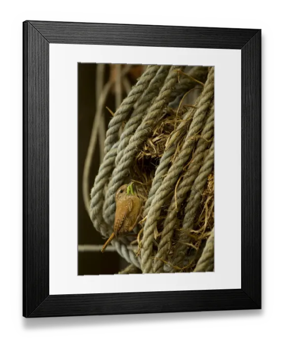 Framed Print : Eurasian Wren (Troglodytes troglodytes) adult, with caterpillars in beak, at nest in coiled rope, Derbyshire, England Framed Print : Eurasian Wren (Troglodytes troglodytes) adult, with caterpillars in beak, at nest in coiled rope, Derbyshire, England