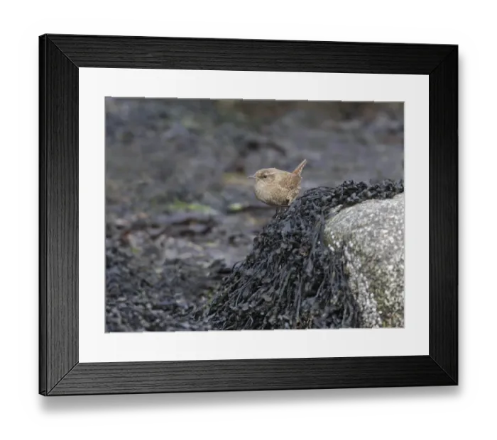 Framed Print : Shetland Wren (Troglodytes troglodytes zetlandicus) adult, perched on seaweed covered rock on foreshore, West Mainland Framed Print : Shetland Wren (Troglodytes troglodytes zetlandicus) adult, perched on seaweed covered rock on foreshore, West Mainland