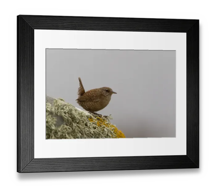 Framed Print : Shetland Wren (Troglodytes troglodytes zetlandicus) adult, perched on lichen covered rock, Mousa, Shetland Islands Framed Print : Shetland Wren (Troglodytes troglodytes zetlandicus) adult, perched on lichen covered rock, Mousa, Shetland Islands