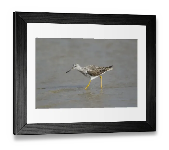 Framed Print : Greater Yellowlegs (Tringa melanoleuca) adult, breeding plumage, feeding in shallows, Bolivar Flats, Upper Texas Coast Framed Print : Greater Yellowlegs (Tringa melanoleuca) adult, breeding plumage, feeding in shallows, Bolivar Flats, Upper Texas Coast