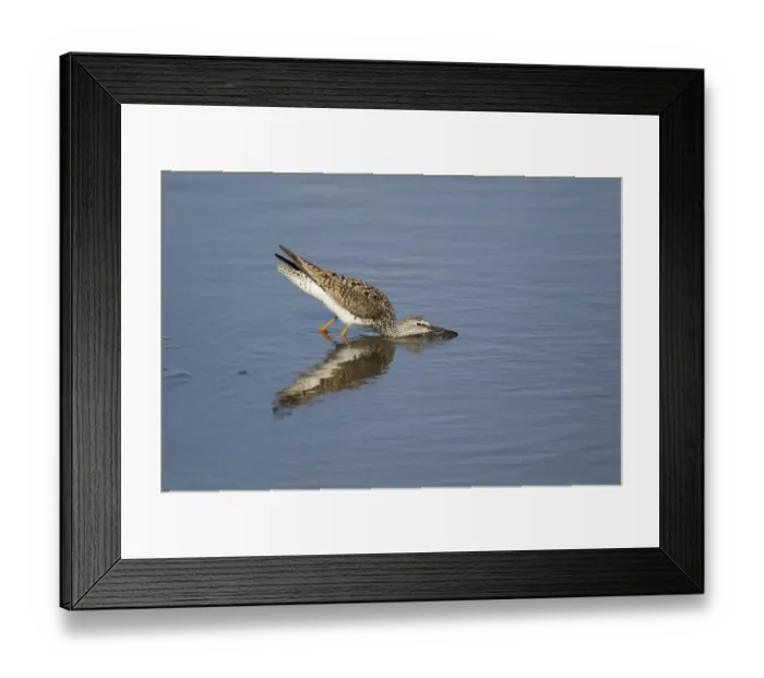 Framed Print : Lesser Yellowlegs (Tringa flavipes) adult, breeding plumage, drinking, South Padre Island, Texas, U. S. A. april Framed Print : Lesser Yellowlegs (Tringa flavipes) adult, breeding plumage, drinking, South Padre Island, Texas, U. S. A. april