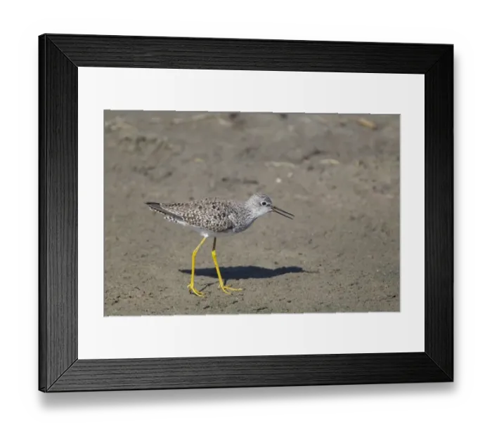 Framed Print : Lesser Yellowlegs (Tringa flavipes) adult, breeding plumage, with beak open, South Padre Island, Texas, U. S. A. april Framed Print : Lesser Yellowlegs (Tringa flavipes) adult, breeding plumage, with beak open, South Padre Island, Texas, U. S. A. april