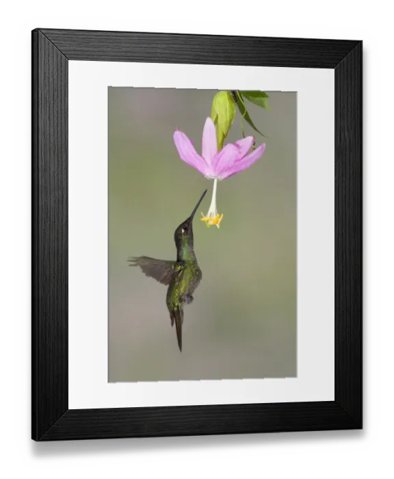 Framed Print : Magnificent Hummingbird (Eugenes fulgens) adult male, in flight, hovering and feeding on nectar from flower Framed Print : Magnificent Hummingbird (Eugenes fulgens) adult male, in flight, hovering and feeding on nectar from flower