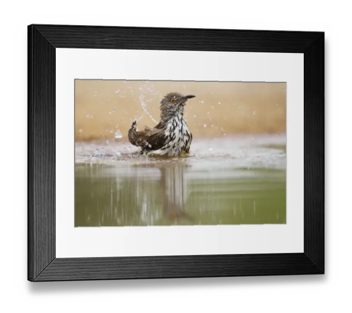 Framed Print : Long-billed Thrasher (Toxostoma longirostre) adult, bathing in pool, South Texas, U. S. A. may Framed Print : Long-billed Thrasher (Toxostoma longirostre) adult, bathing in pool, South Texas, U. S. A. may