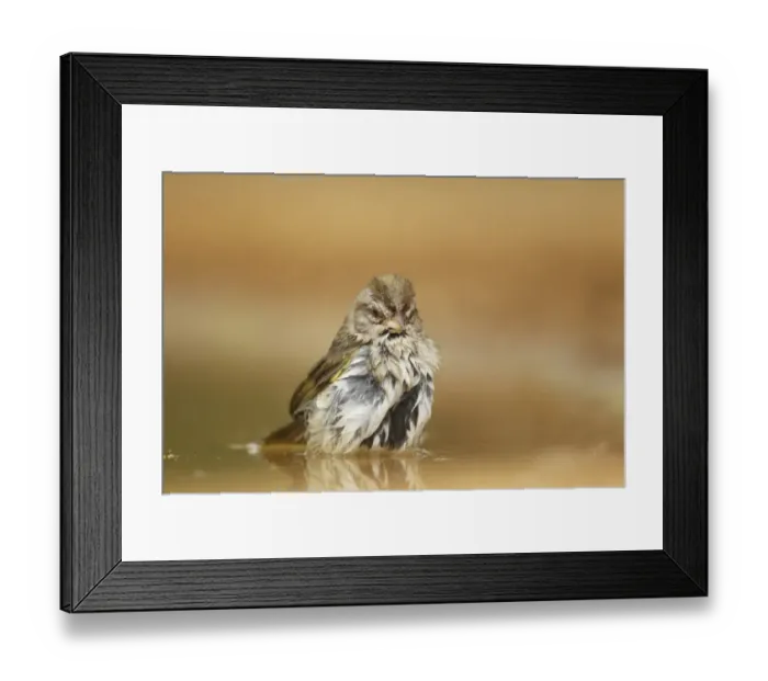 Framed Print : Olive Sparrow (Arremonops rufivirgatus) adult, bathing in pool, South Texas, U. S. A. may Framed Print : Olive Sparrow (Arremonops rufivirgatus) adult, bathing in pool, South Texas, U. S. A. may