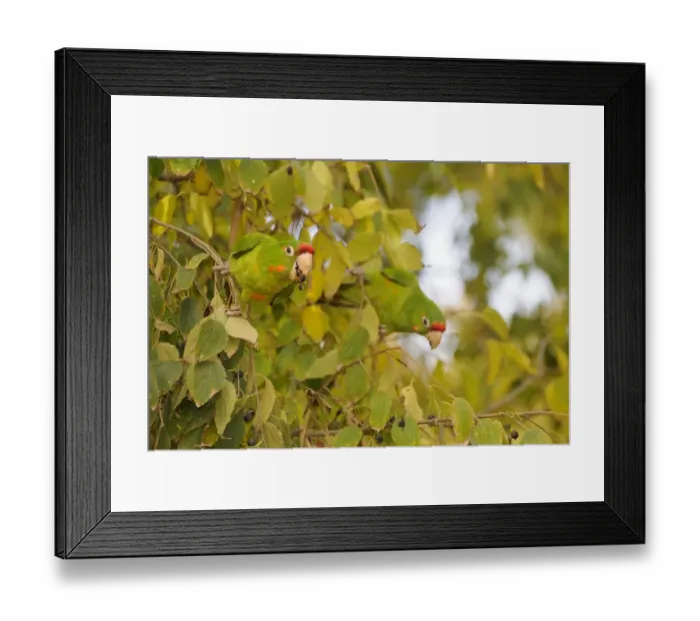 Framed Print : Red-masked Parakeet (Aratinga erythrogenys) introduced species, two adults, feeding on fruit in tree, Barcelona Framed Print : Red-masked Parakeet (Aratinga erythrogenys) introduced species, two adults, feeding on fruit in tree, Barcelona