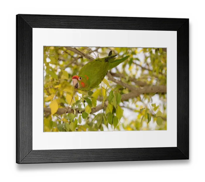 Framed Print : Red-masked Parakeet (Aratinga erythrogenys) introduced species, adult, feeding on fruit in tree, Barcelona, Catalonia Framed Print : Red-masked Parakeet (Aratinga erythrogenys) introduced species, adult, feeding on fruit in tree, Barcelona, Catalonia