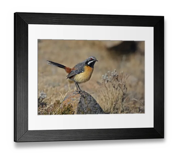 Framed Print : Drakensberg Rockjumper (Chaetops aurantius) adult male, standing on rock, Sani Pass, Drakensberg Mountains, Lesotho