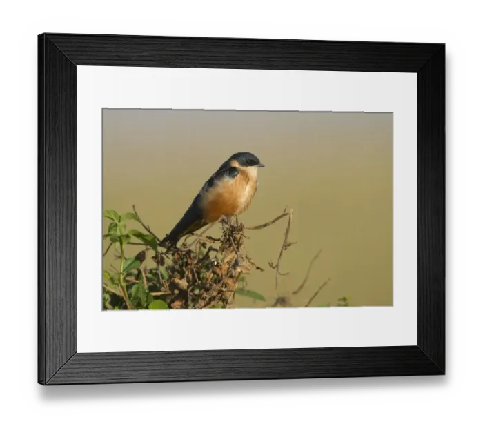Framed Print : Rufous-chested Swallow (Cecropis semirufa) adult, perched on twig, Masai Mara, Kenya, August Framed Print : Rufous-chested Swallow (Cecropis semirufa) adult, perched on twig, Masai Mara, Kenya, August