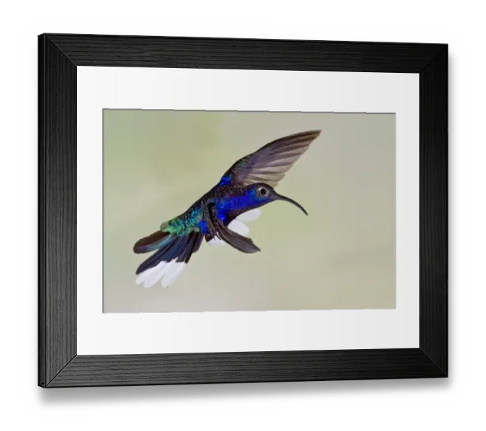 Framed Print : Violet Sabrewing (Campylopterus hemileucurus) adult male, in flight, Costa Rica, April Framed Print : Violet Sabrewing (Campylopterus hemileucurus) adult male, in flight, Costa Rica, April