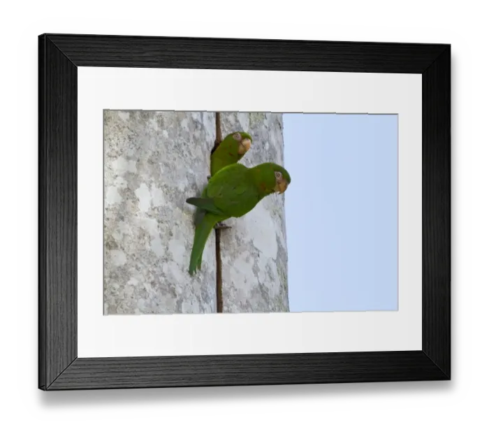 Framed Print : Cuban Parakeet (Aratinga euops) adult pair, at nesthole in tree trunk, Najasa, Camaguey Province, Cuba, March Framed Print : Cuban Parakeet (Aratinga euops) adult pair, at nesthole in tree trunk, Najasa, Camaguey Province, Cuba, March