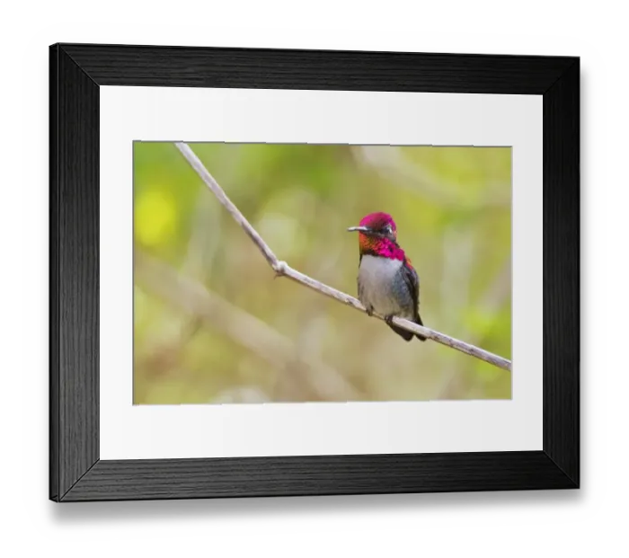 Framed Print : Bee Hummingbird (Mellisuga helenae) adult male, perched on stem, worlds smallest bird, Zapata Peninsula Framed Print : Bee Hummingbird (Mellisuga helenae) adult male, perched on stem, worlds smallest bird, Zapata Peninsula