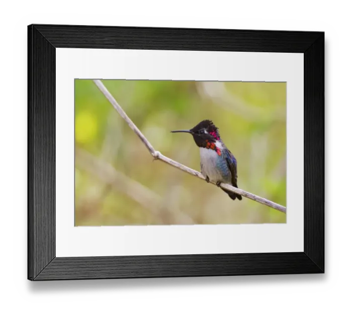 Framed Print : Bee Hummingbird (Mellisuga helenae) adult male, perched on stem, worlds smallest bird, Zapata Peninsula Framed Print : Bee Hummingbird (Mellisuga helenae) adult male, perched on stem, worlds smallest bird, Zapata Peninsula