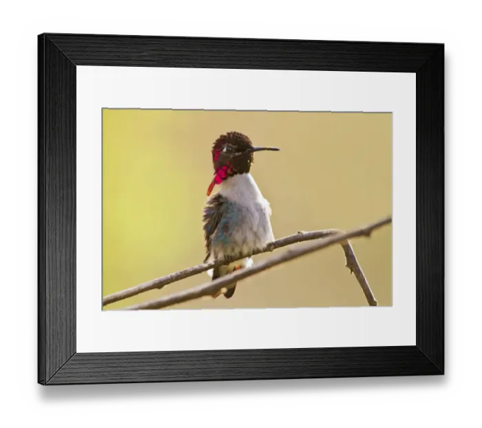 Framed Print : Bee Hummingbird (Mellisuga helenae) adult male, perched on twig, worlds smallest bird, Zapata Peninsula Framed Print : Bee Hummingbird (Mellisuga helenae) adult male, perched on twig, worlds smallest bird, Zapata Peninsula