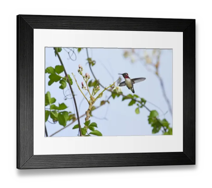 Framed Print : Bee Hummingbird (Mellisuga helenae) adult male, in flight, hovering and feeding on nectar from flowers Framed Print : Bee Hummingbird (Mellisuga helenae) adult male, in flight, hovering and feeding on nectar from flowers