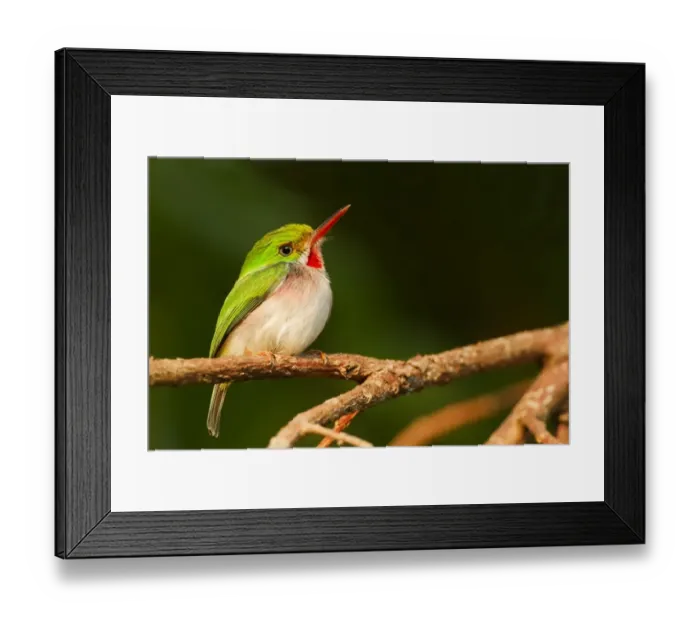 Framed Print : Cuban Tody (Todus multicolor) adult, perched on twig, Najasa, Camaguey Province, Cuba, March Framed Print : Cuban Tody (Todus multicolor) adult, perched on twig, Najasa, Camaguey Province, Cuba, March