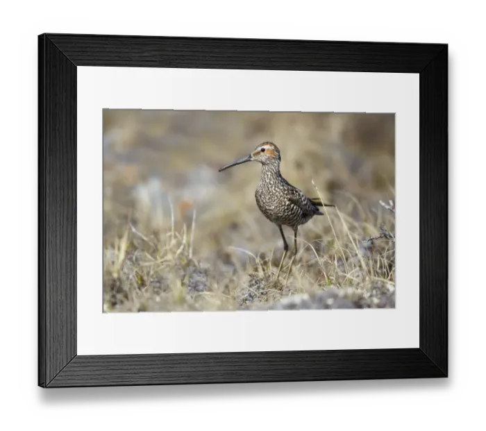 Framed Print : Stilt Sandpiper (Calidris himantopus) adult, breeding plumage, standing on tundra, Nunavut, Canada, July Framed Print : Stilt Sandpiper (Calidris himantopus) adult, breeding plumage, standing on tundra, Nunavut, Canada, July