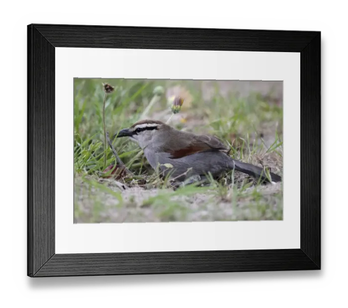 Framed Print : Southern Tchagra (Tchagra tchagra) adult, foraging on ground, Western Cape, South Africa, October Framed Print : Southern Tchagra (Tchagra tchagra) adult, foraging on ground, Western Cape, South Africa, October
