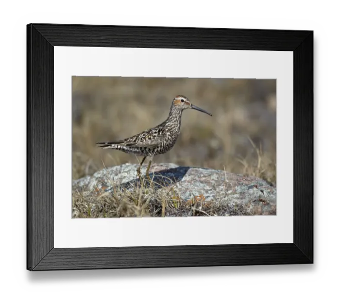 Framed Print : Stilt Sandpiper (Calidris himantopus) adult, breeding plumage, standing on tundra, Nunavut, Canada, July Framed Print : Stilt Sandpiper (Calidris himantopus) adult, breeding plumage, standing on tundra, Nunavut, Canada, July
