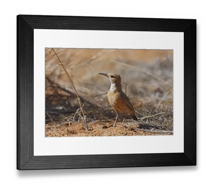 Framed Print : Karoo Long-billed Lark (Certhilauda subcoronata) adult, standing on ground, Augrabies Falls N. P Framed Print : Karoo Long-billed Lark (Certhilauda subcoronata) adult, standing on ground, Augrabies Falls N. P