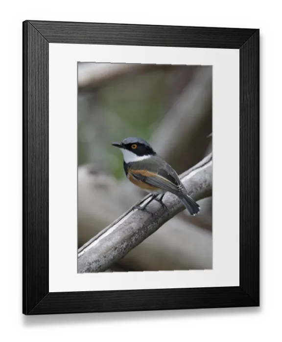 Framed Print : Cape Batis (Batis capensis) adult male, perched on branch, Western Cape, South Africa, September Framed Print : Cape Batis (Batis capensis) adult male, perched on branch, Western Cape, South Africa, September