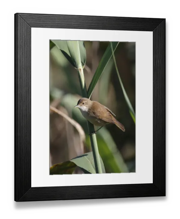 Framed Print : African Reed-warbler (Acrocephalus baeticatus) adult, perched on reed stem, Paarl Bird Sanctuary, Paarl, Western Cape Framed Print : African Reed-warbler (Acrocephalus baeticatus) adult, perched on reed stem, Paarl Bird Sanctuary, Paarl, Western Cape