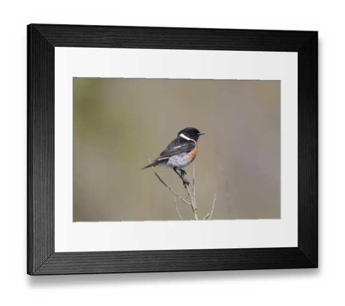 Framed Print : African Stonechat (Saxicola torquatus) adult male, perched on stem, Bontebok N. P. Western Cape, South Africa, September Framed Print : African Stonechat (Saxicola torquatus) adult male, perched on stem, Bontebok N. P. Western Cape, South Africa, September