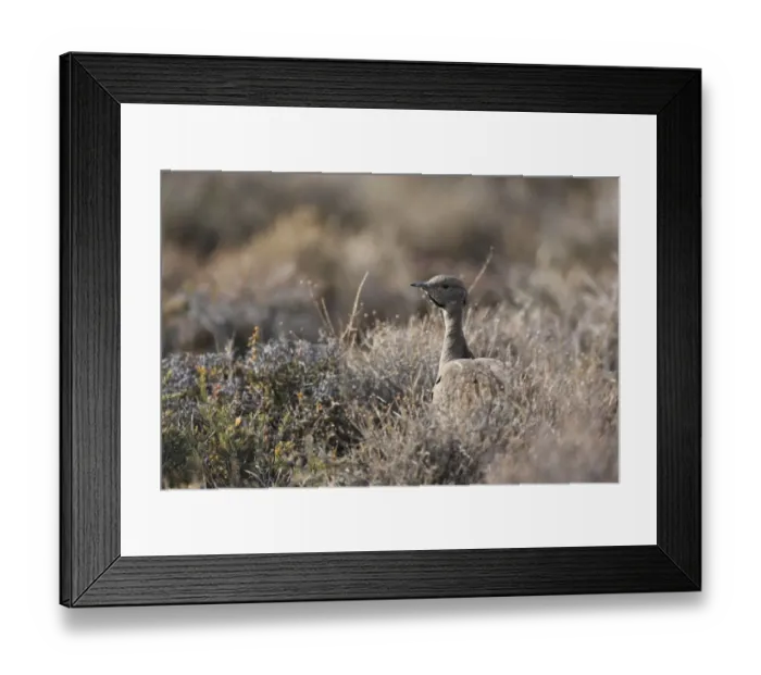 Framed Print : Karoo Bustard (Eupodotis vigorsii) adult male, standing amongst scrub, Karoo N. P. Western Cape, South Africa, October Framed Print : Karoo Bustard (Eupodotis vigorsii) adult male, standing amongst scrub, Karoo N. P. Western Cape, South Africa, October