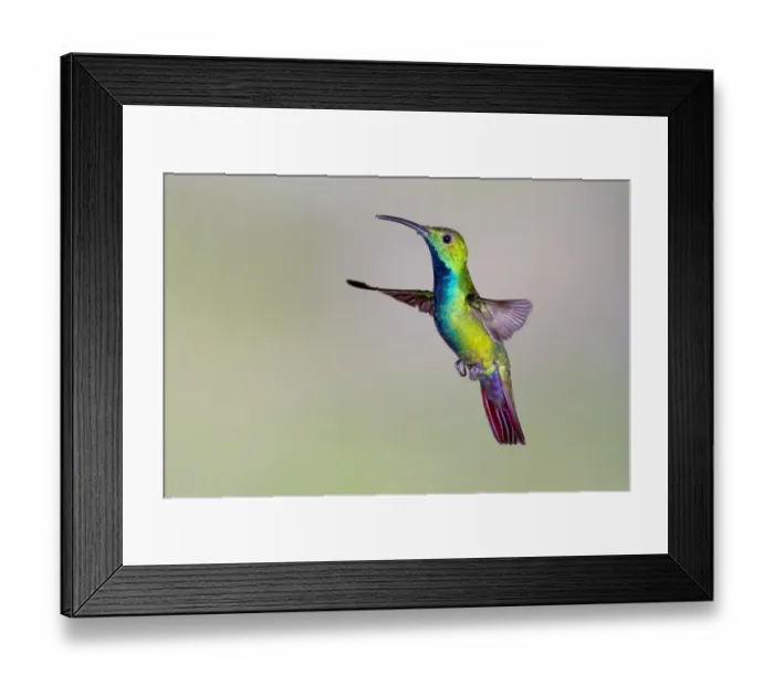 Framed Print : Lesser Kestrel (Falco naumanni) adult male, in flight, transferring Centipede (Scolopendra sp) Framed Print : Lesser Kestrel (Falco naumanni) adult male, in flight, transferring Centipede (Scolopendra sp)