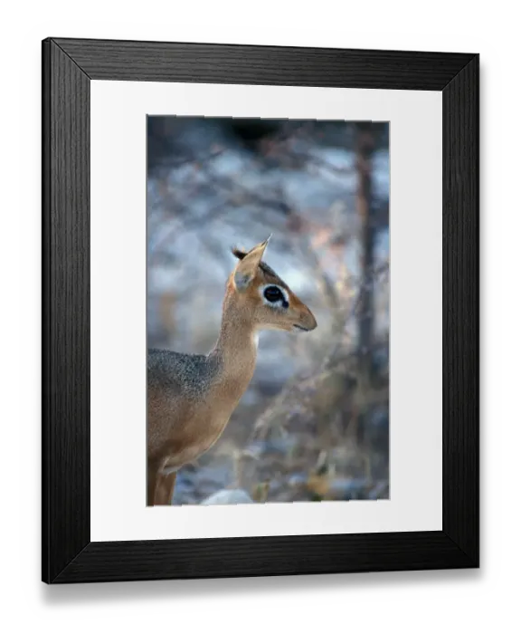 Framed Print : Kirks Dik Dik (Madoqua kirkii) Female / Namibia Framed Print : Kirks Dik Dik (Madoqua kirkii) Female / Namibia